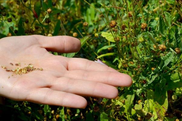 'Şifacılar'ın ilaçları kayıt altına alınıyor