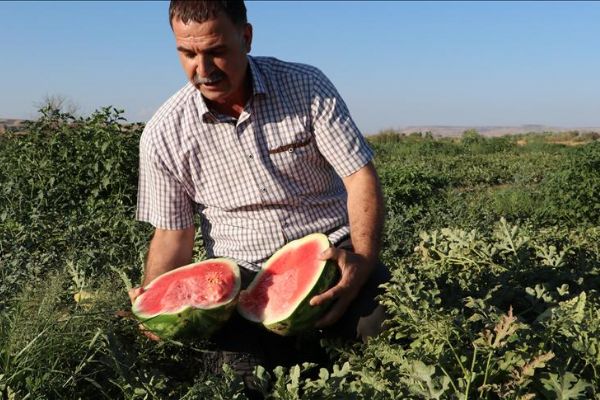 Tescilli 'Diyarbakır Karpuzu'nda hasat sevinci