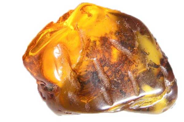 99 milyon yıllık yılan yavrusu fosili bulundu