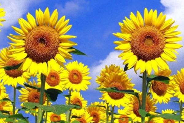 Çin Türkiye'yi çekirdek ile vurdu