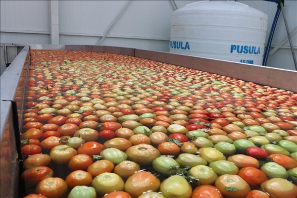 Niğde'den Suudi Arabistan'a domates ihracatı