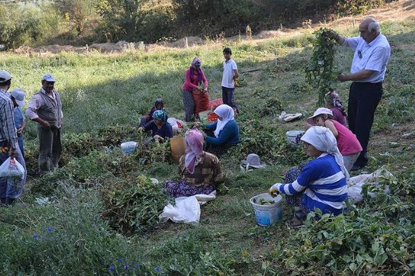 'Bezelye diyarı'nda hasat başladı