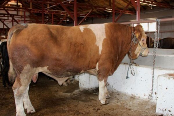 15 Temmuz doğumlu boğayı alana, yanında 3 boğa hediye