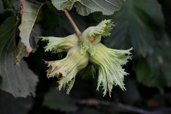 Fındık toplama ücretleri belli oldu