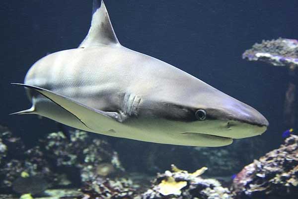 Battaniyeye sardıkları köpek balığını pusetle kaçırmaya çalıştılar