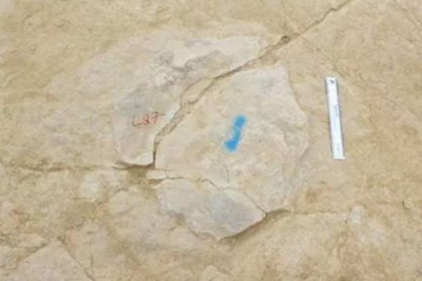 140 milyon yıllık dinozor ayak izleri bulundu