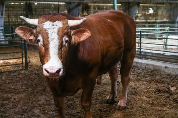 Büyükbaş hayvanların beslenmesi 'sensör'le mercek altında