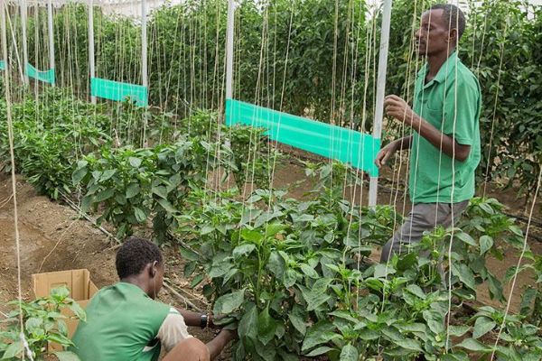 Türk şirketlere Sudan'daki tarım arazisinde yatırım daveti