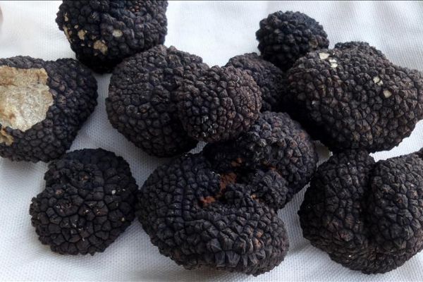 İzinsiz trüf mantarı toplayan 2 kişi yakalandı