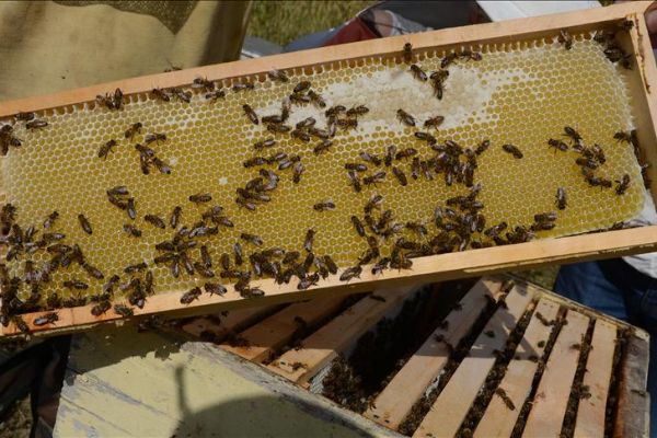 Yağışlar arıcıların yüzünü güldürdü