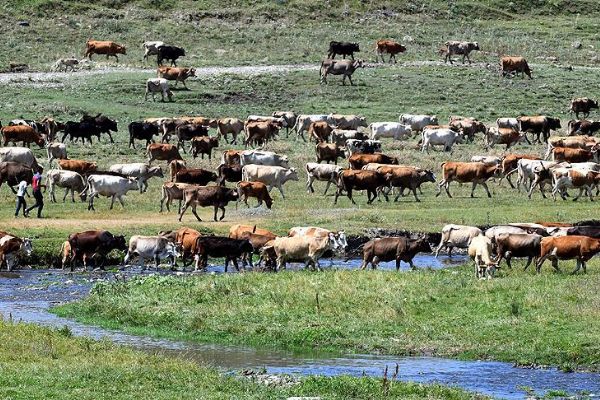Kurbanlıklar yola çıkarıldı
