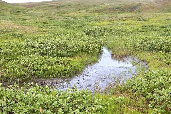 Arktik karbon döngüsü hızlanıyor