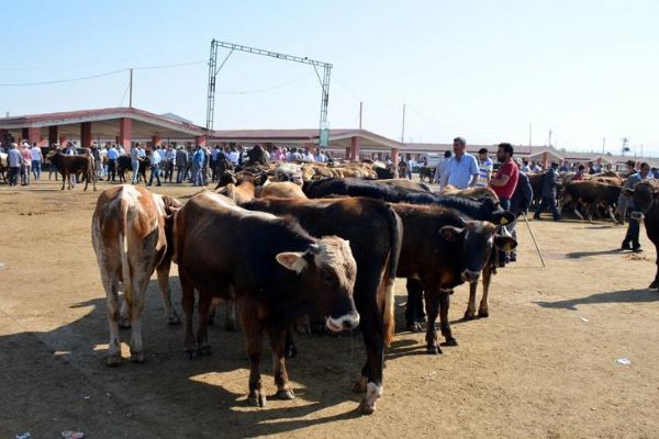 Teşvikler hayvan varlığını artırdı