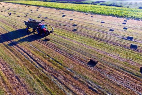Hasat edilen buğday tarlalarında 'saman mesaisi'