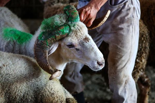 Kurbanlık fiyatları açıklandı