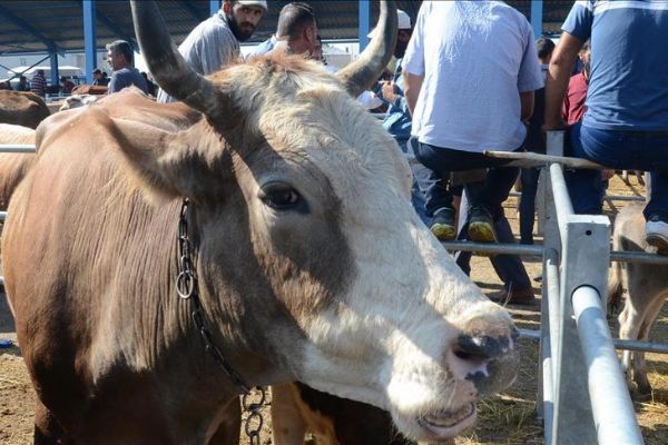 Büyükbaş kurbanlık 7 bin liradan başlıyor