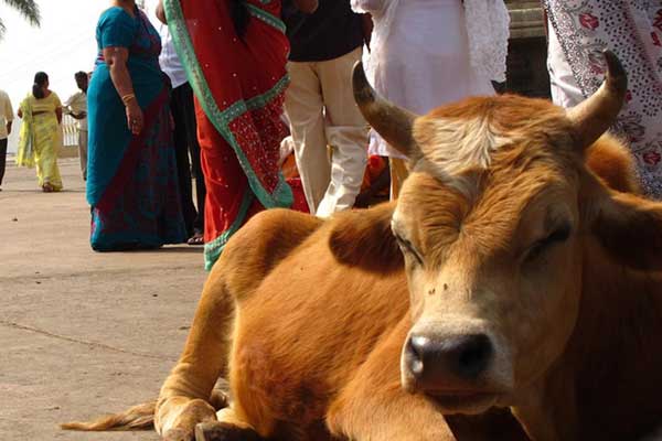 Hindistan Yüksek Mahkemesi ineklerin yasal koruyuculuğunu üstlendi