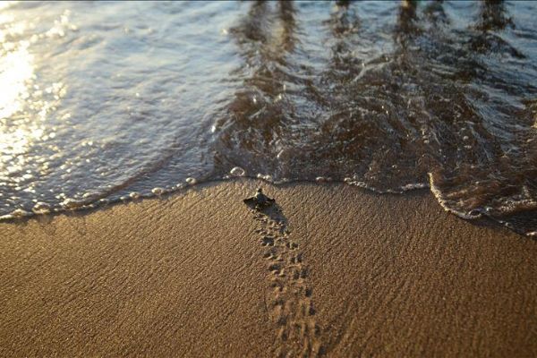 Caretta carettalar denizle buluştu