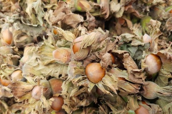 TZOB'dan fındık fiyatı açıklaması