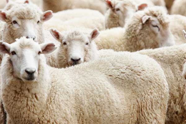 Cezalar belli oldu! Taviz verilmeyecek...