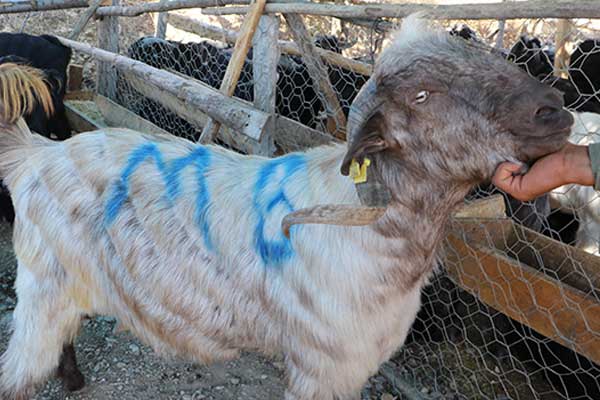 Üçüncü kattan üstüne keçi düştü