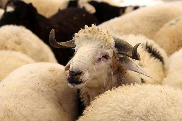 Son kurbanlıklar alıcılarını bekliyor