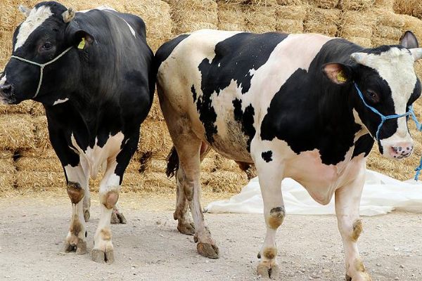 Bakan Pakdemirli kurbanlık alım fiyatlarını açıkladı