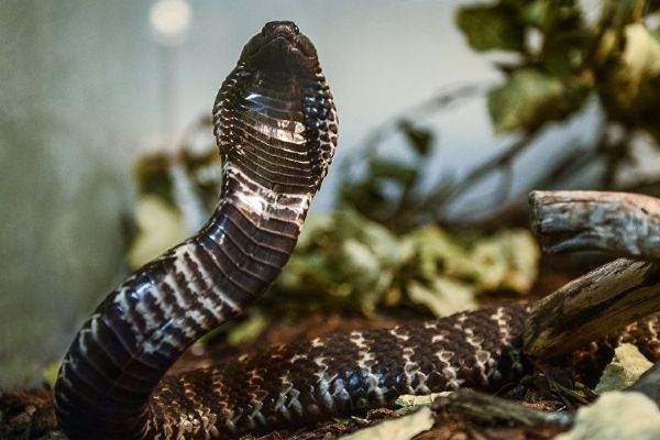 Hindistan’da yaşanan sel sonrası yılan saldırısına karşı uyarı yapıldı