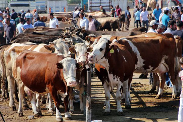 Bakan'dan elde kalan kurbanlıklarla ilgili açıklama