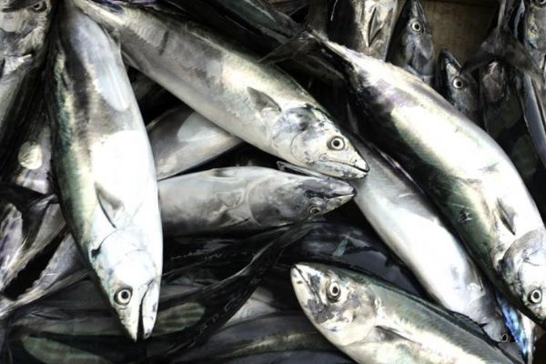 Balıkçının umudu palamutta