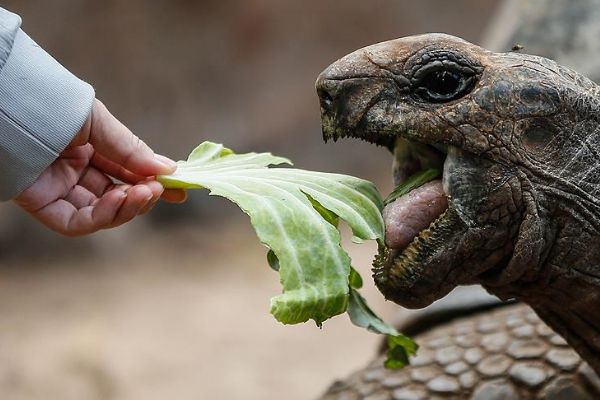Dev kaplumbağaların yuvası: Changuu Adası