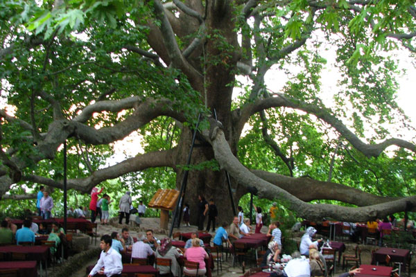 Tarihin yaşayan tanıkları: Çınarlar