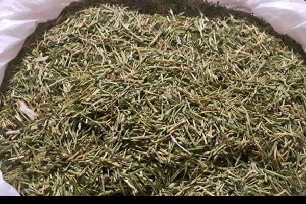 Bu bitkinin kilosu 650 TL!