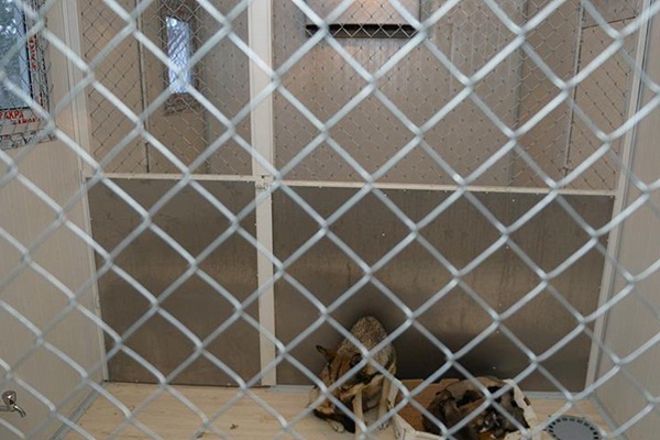 Sokak hayvanlarına klimalı barınak