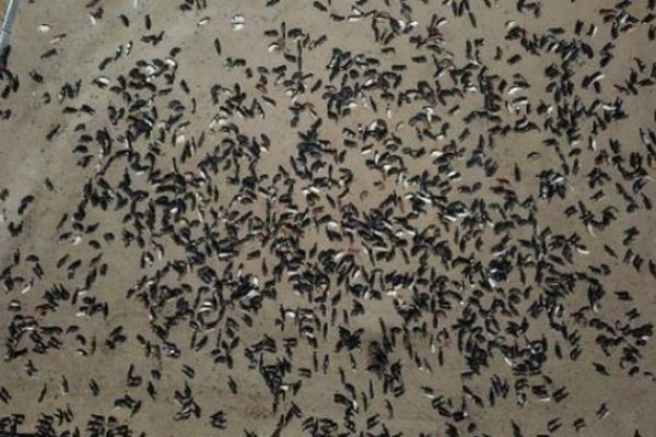 Ankara'daki şarbon olayına inceleme başlatıldı