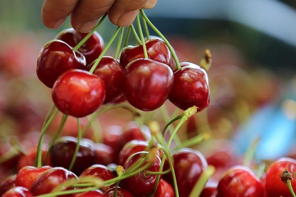 Kiraz ihracatında büyük artış