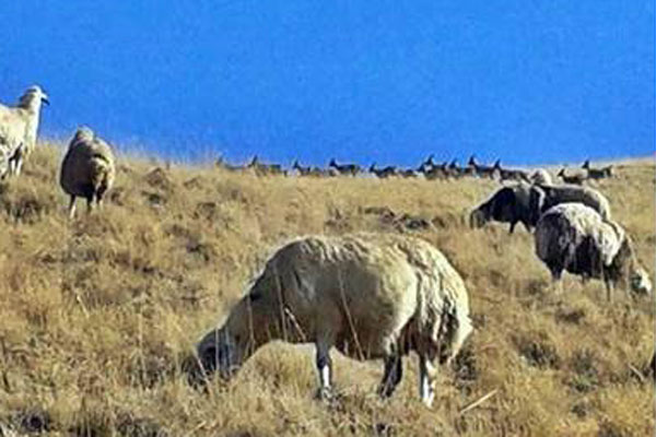 Yüzlerce koyun ve keçi sürüsü telef oldu
