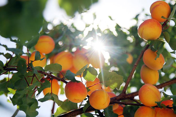 Malatya kayısısı yeni hedefini belirledi: Uzakdoğu
