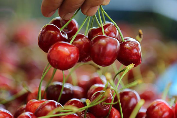 Kiraz üreticilerinin yüzü gülüyor… İhracat arttı