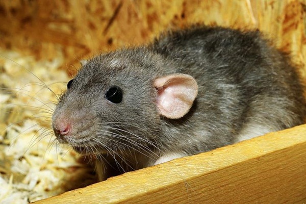 Sıçanın ısırdığı yolcuya tazminat