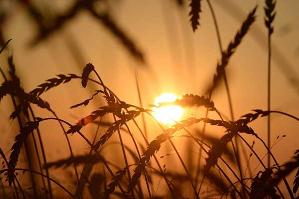 Dünyada buğday stoku eriyor