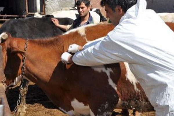 Hastalıklara karşı milyonlarca hayvan aşılandı