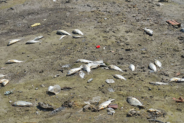 Denizli’de baraj göletinde toplu balık ölümleri