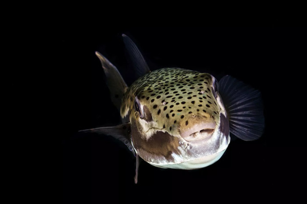 Kızıldeniz'den gelip Akdeniz'i istila ettiler