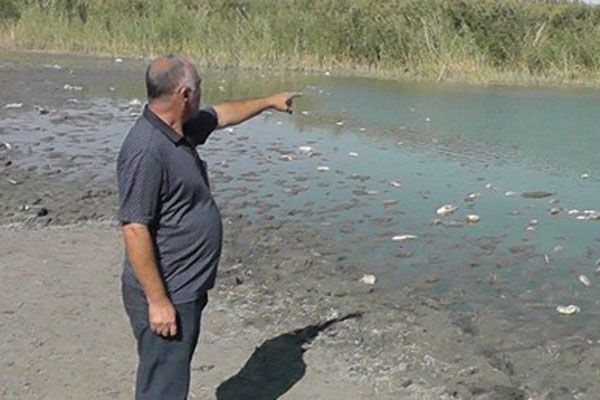 4 gündür binlerce balık kıyıya vurdu