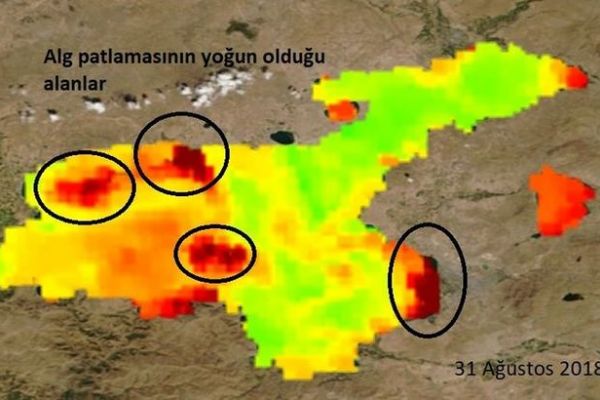 Van Gölü'nün renginin niye değiştiğini açıkladılar