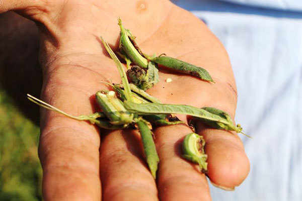 Hiçbir ilaç öldüremiyor! İstila ettiler