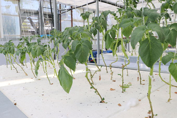 Milli patateste topraksız tarımla verim artışı sağlandı