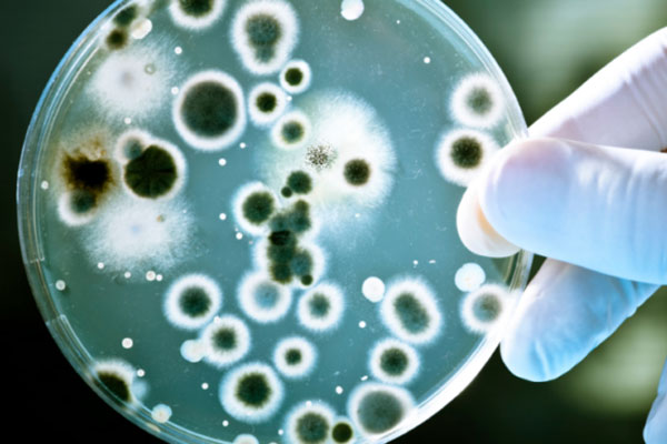 Bakteriyle savaşan yapay hücreler üretildi