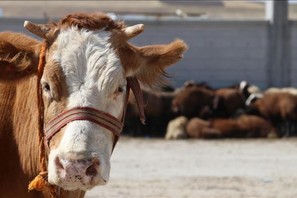 Ankara Ticaret Borsasından 'şarbon' açıklaması